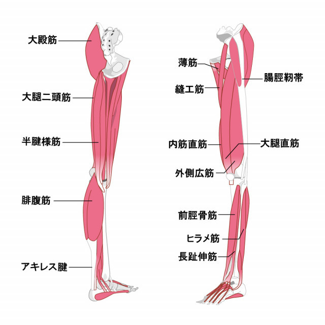鵞足炎とは?