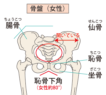 骨盤イラスト