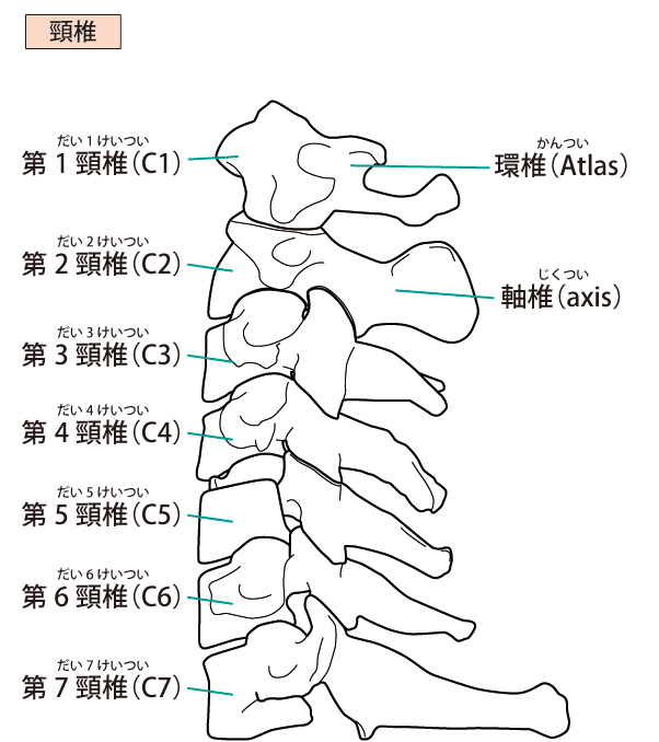頚椎の画像