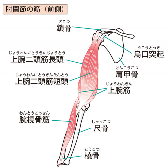 肩周りの筋肉の画像