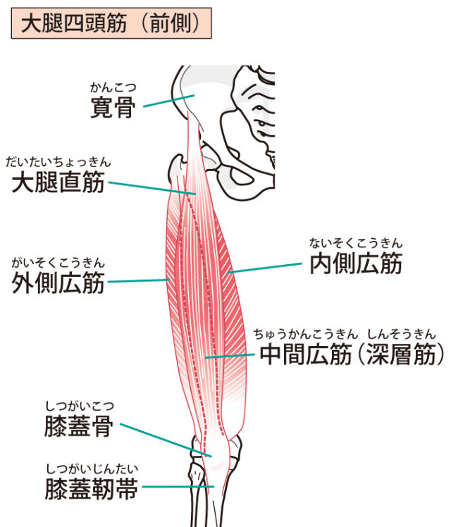 大腿前面の筋肉