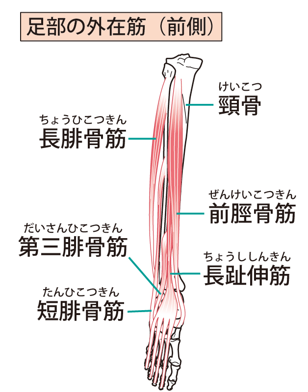 すねの筋肉