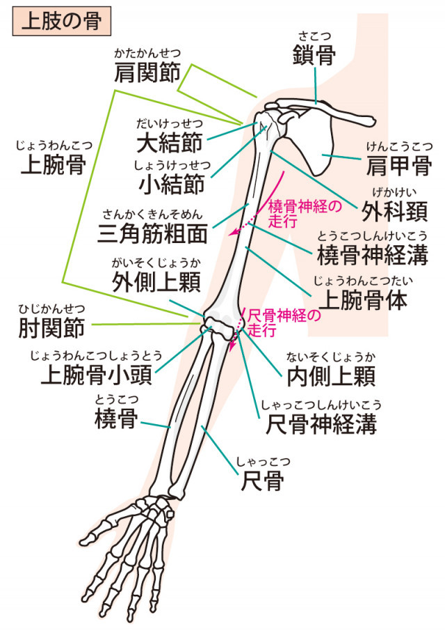 肩周りの画像