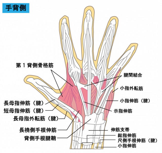 手の腱