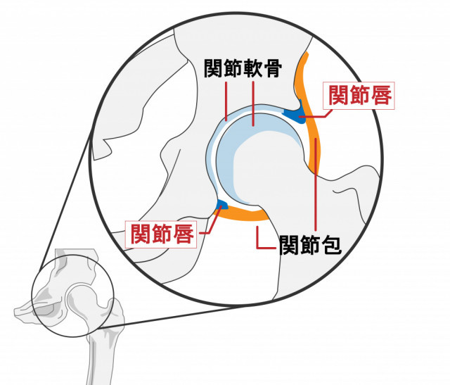 股関節