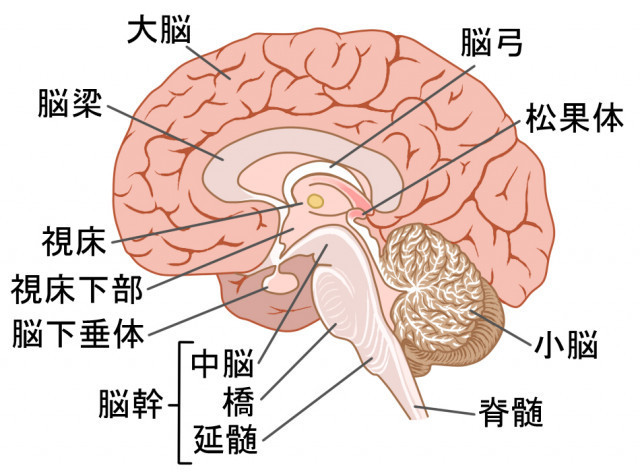 脳のイラスト